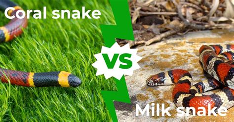 kingsnake vs coral snake - coral vs milk snake.